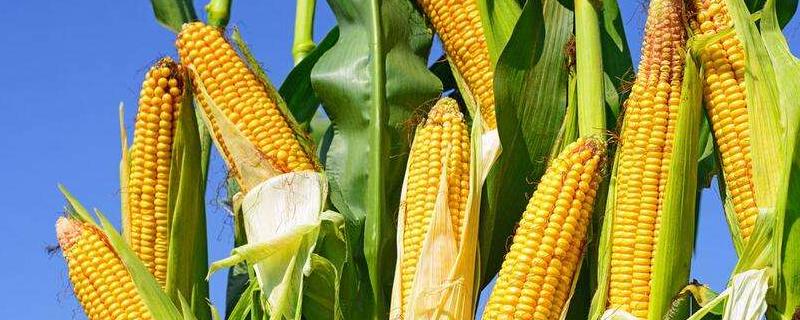 玉米除草剂对玉米有影响吗，对土壤有影响吗