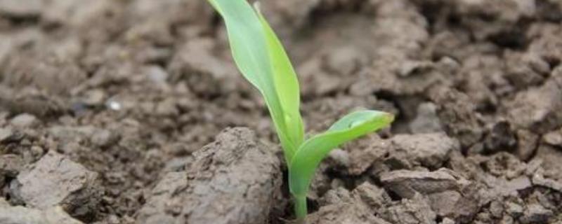 玉米多大能打除草剂，怎么打玉米除草剂