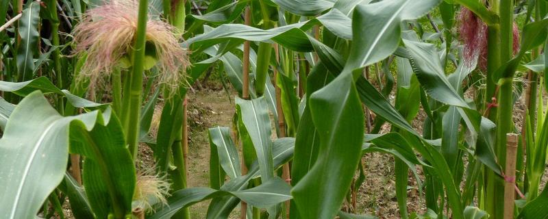 玉米受除草剂要害自己能缓过来吗，受除草剂药害有什么症状
