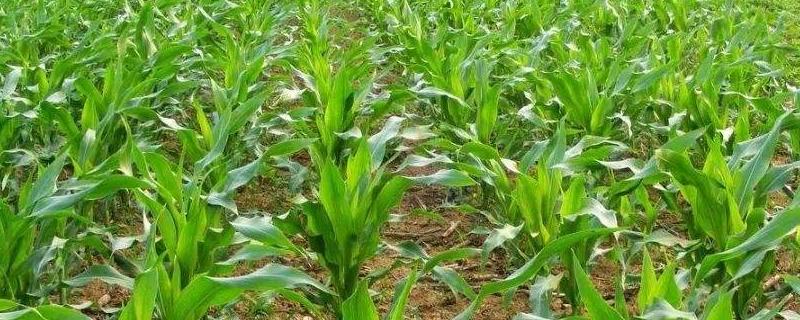 玉米田最佳除草时间，实用的除草剂配方