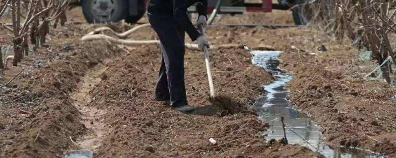 过量使用沼液肥的危害，能替代化肥吗