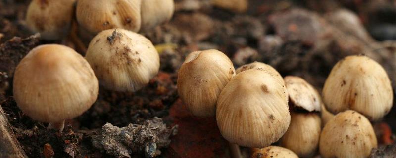 草菇的种植技术