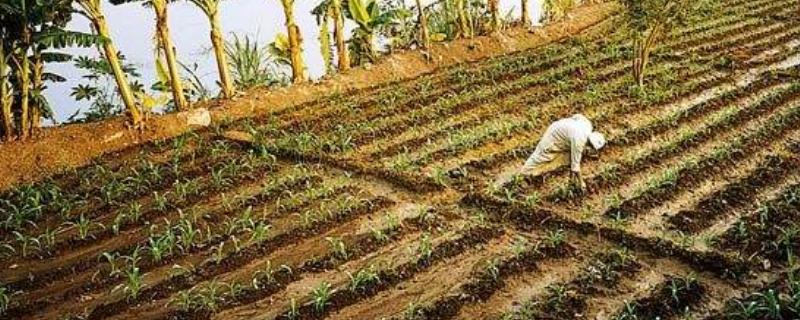 埃及发展农业的有利条件，不利条件是什么
