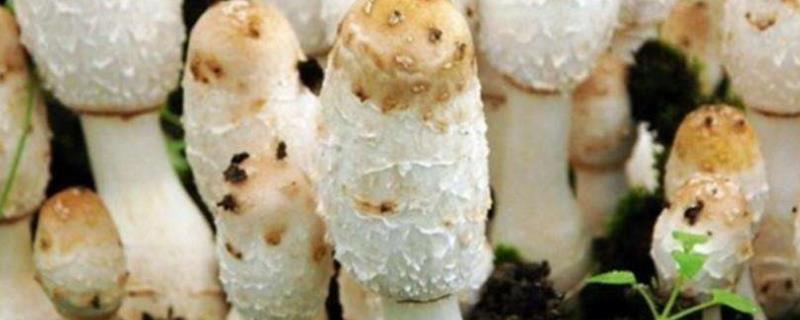 鸡腿菇种植技术