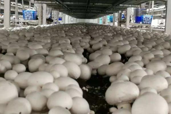蘑菇的种植技术