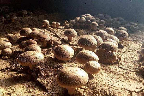 蘑菇怎么种，蘑菇菌包里面有些什么