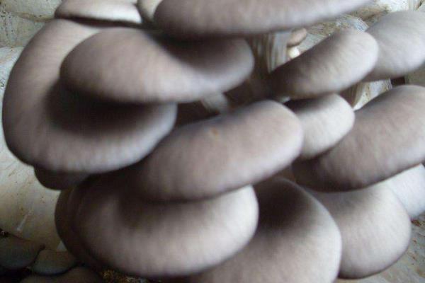 平菇菌种在家怎么种植