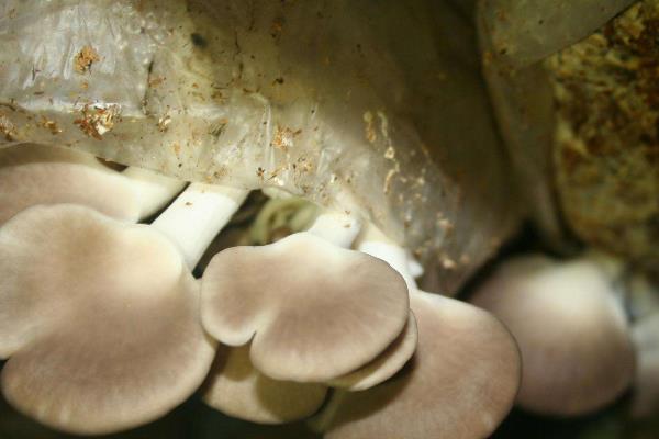 平菇菌种在家怎么种植
