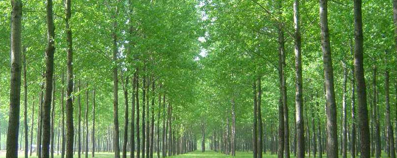 农田防护林带分哪()种类型?