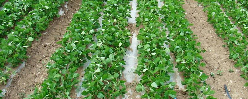 分析大豆是如何利用土壤中的氮素营养