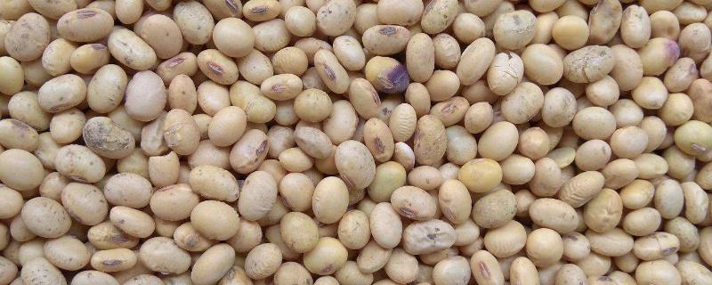 中黄大豆品种哪个产量高，有多少个品种