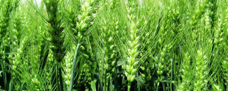 水稻田可以种小麦吗