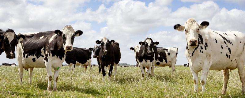 美国养牛场一般养多少牛，牛粪怎么处理