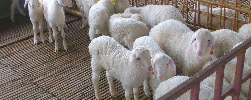 羊50公斤打几毫升伊维菌素