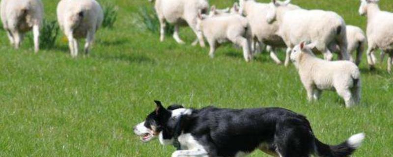 怎样放羊最能使羊听话，训练狗放羊的方法