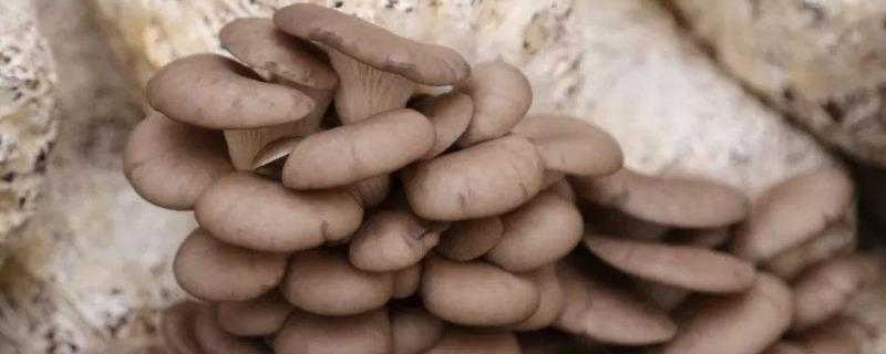 平菇种植技术