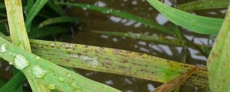 水稻细菌性褐斑病用什么药，症状是什么