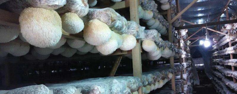 猴头菇种植技术与管理