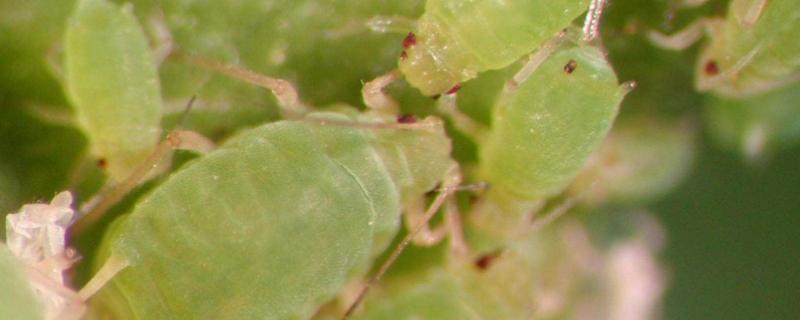 甲氨基阿维菌素苯甲酸盐治什么虫，能和除草剂一起用吗