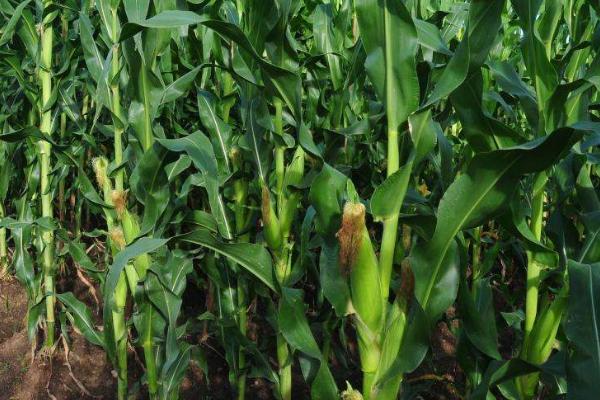 玉米从种上到出来需要几天
