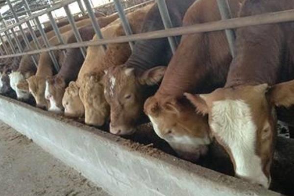 肉牛养殖饲料配方技术