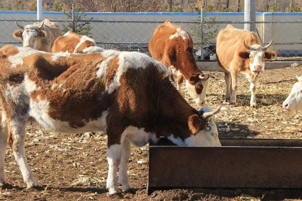 育肥牛的养殖方法和技术