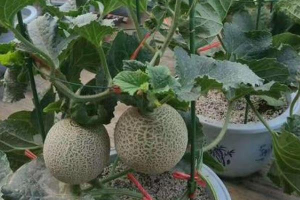 哈蜜瓜怎么种植两广可以种植吗
