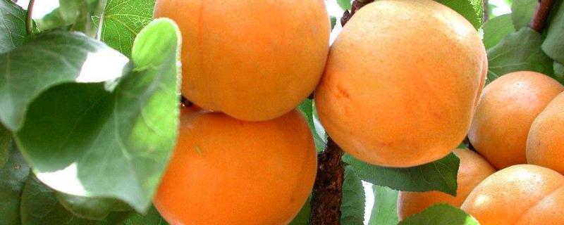 金太阳杏一亩产多少斤，什么时候成熟