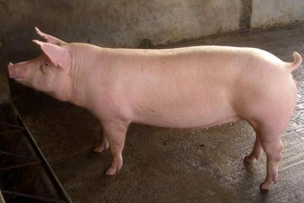 产后母猪一天吃几斤料