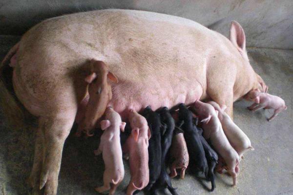 产后母猪一天吃几斤料