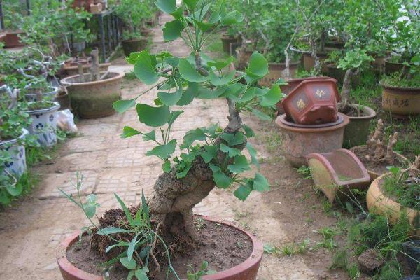 银杏树盆栽种植方法