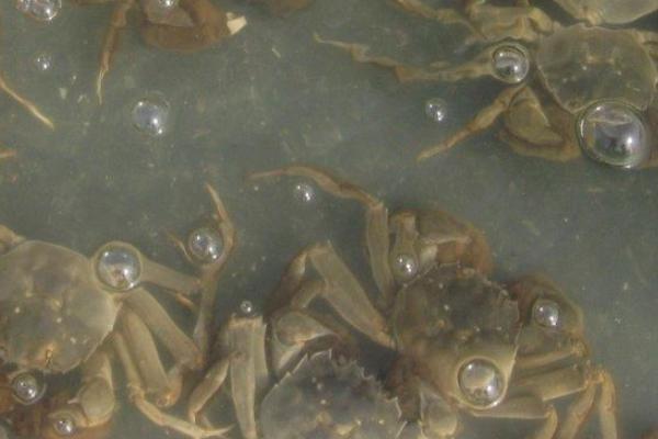 河蟹没水能活多久