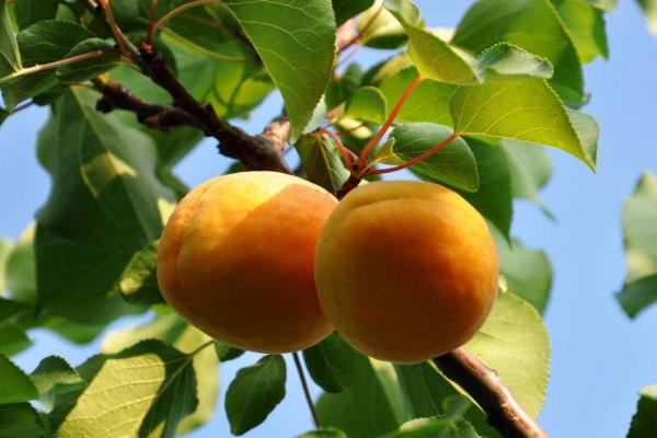 杏树用什么肥比较好