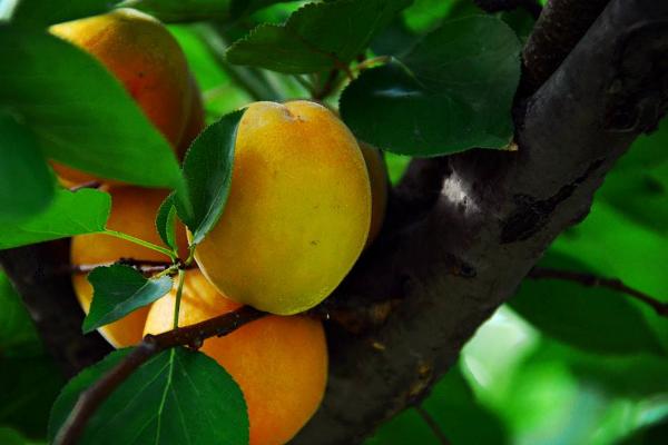 杏树种植在什么地方好