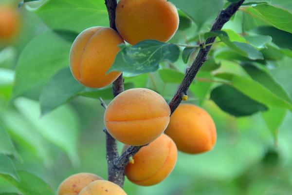 杏树种植在什么地方好