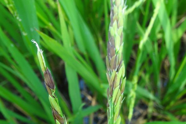 水稻病虫害综合防治技术及时间