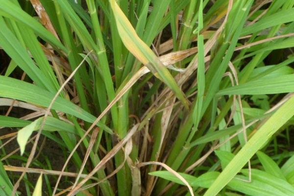 水稻病虫害综合防治技术及时间