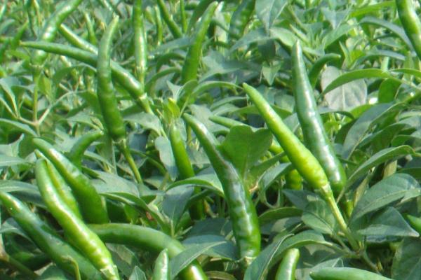 大棚辣椒亩产量一般能达到多少，附种植方法
