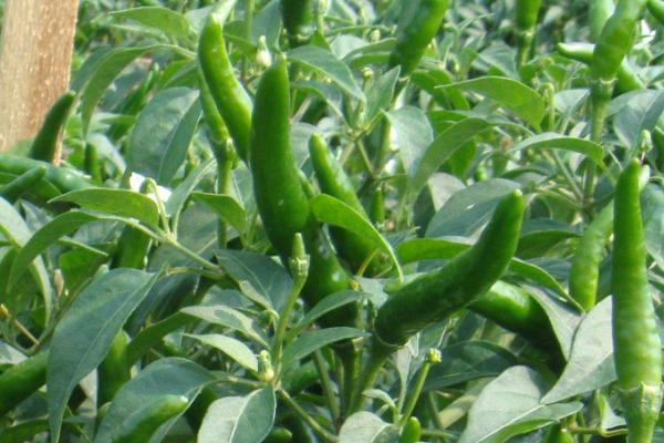 辣椒怎么种植产量高，辣椒种植需要施什么肥