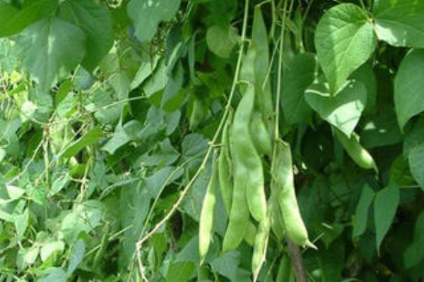 饭豆的种植方法和时间