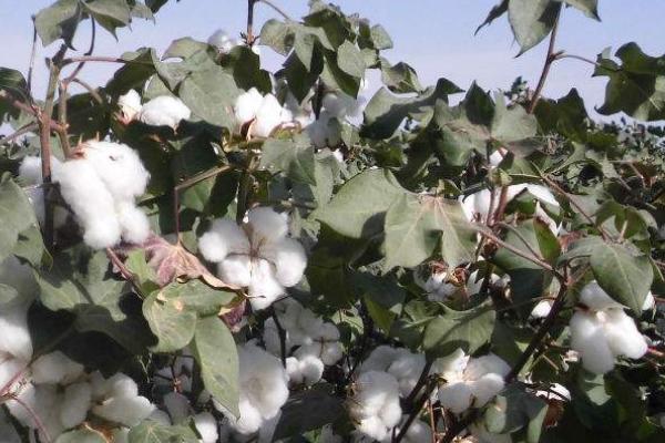 棉花的生长环境和条件，附种植方法