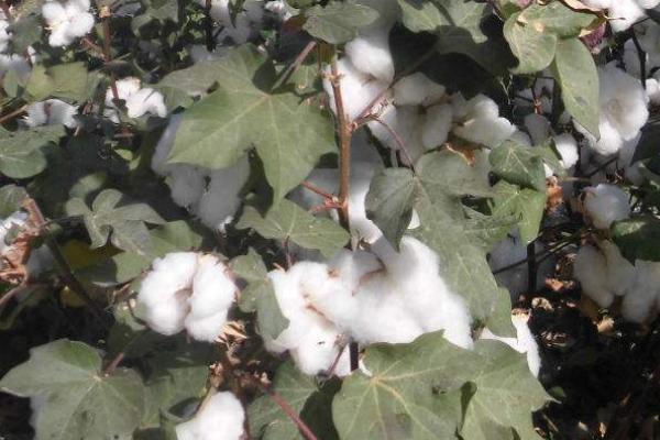 棉花种子怎么种，什么时候种植合适