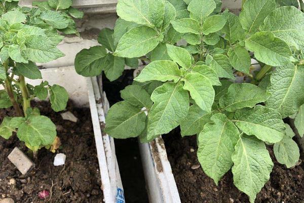 土豆盆栽的种植方法