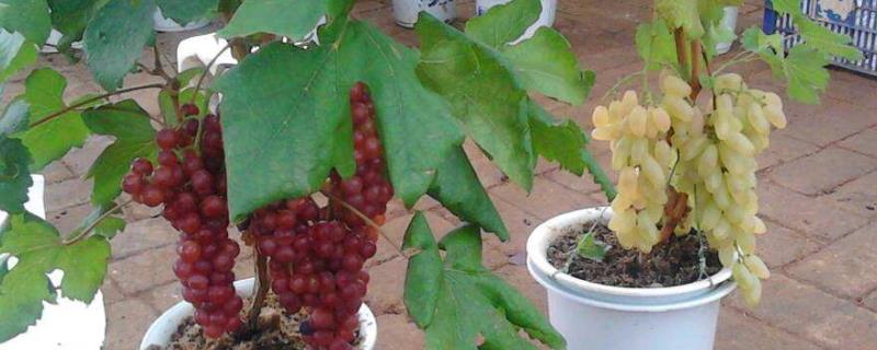 葡萄籽怎么种植能发芽