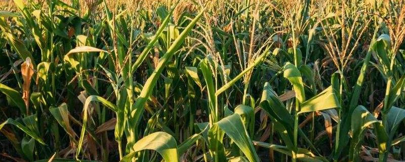 玉米垄沟追肥方法