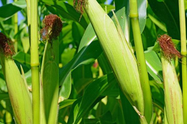 玉米垄沟追肥方法