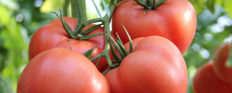 番茄一般采用什么方法进行生产