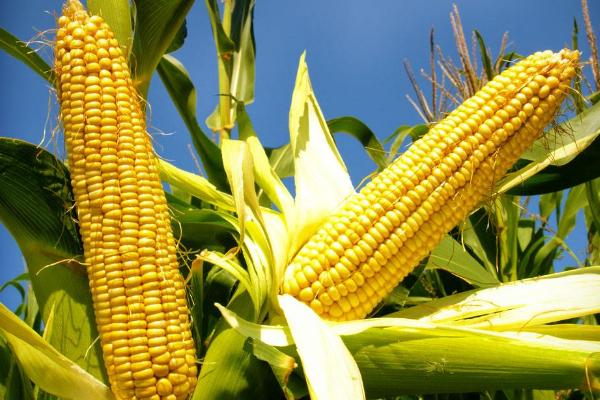 玉米高产施肥技术要点