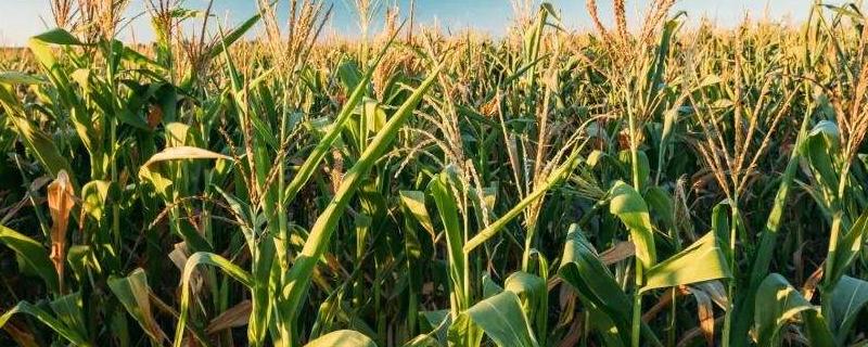 玉米高产施肥技术要点