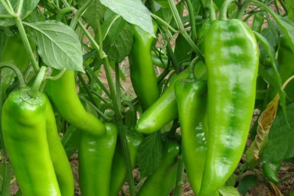 辣椒成熟的季节是几月，附种植方法